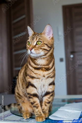 Funny beautiful Bengal cat acting like innocent at home photo