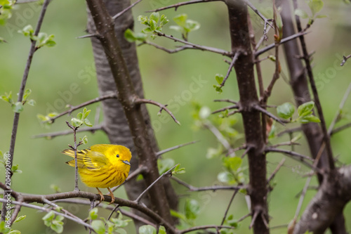 American Yellow Warbler © fnach