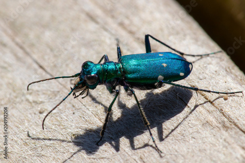 Six-spotted Tiger Beetle in the Sunlight