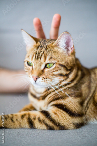 Cute bengal funny cat playing with a girl at home photo