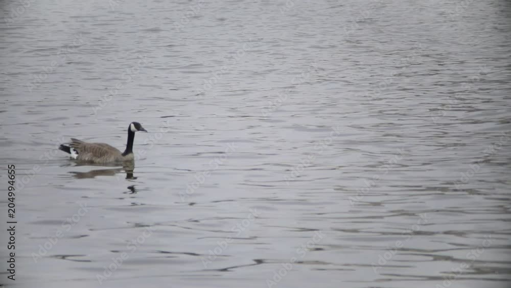 Swimming Goose