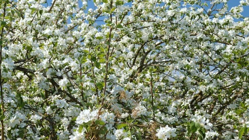 Blosoming apple fruit trees in orchard in springtime photo