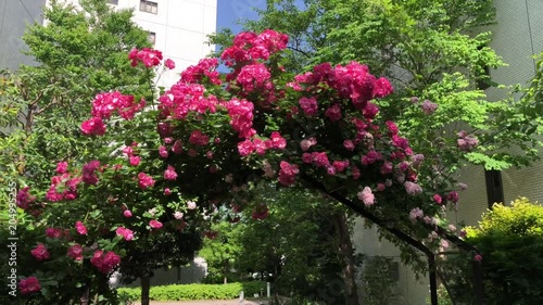 Rose Angela is in full bloom