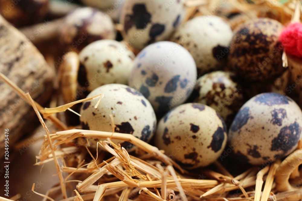 Quail eggs is delicious on wood background Quail eggs is delicious on wood background