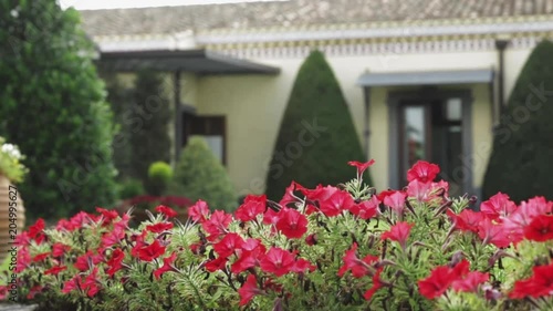 Close up, flowers outside house