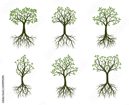 Set of green Trees with Leaves and root. Vector Illustration.