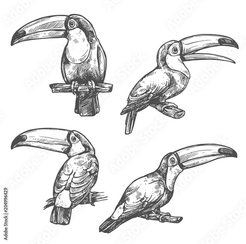 Toucan tropical bird sketch, exotic animal design