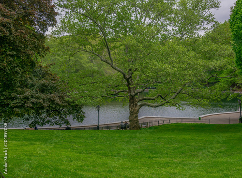 Lake Side Landscape with Trees, Grass Field, and Meandering Fence