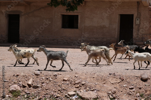 animales y naturaleza de jujuy photo