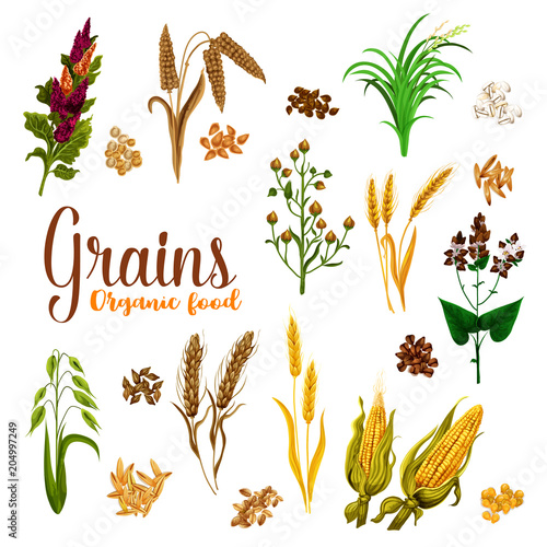Grain seed of cereal with ear icon for food design