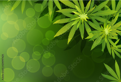 green cannabis leaf drug marijuana herb Background.