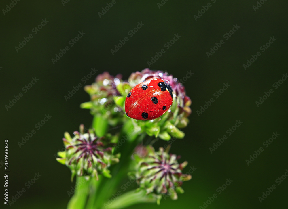 The beetles, close-up The beetles, close-up