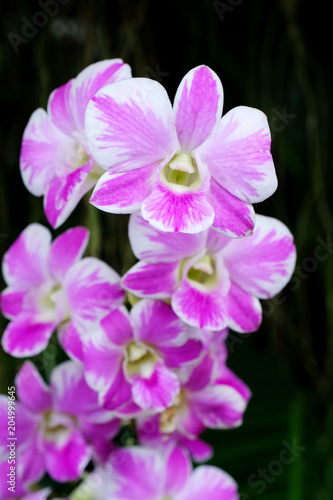 Flower background, Pink and White orchid bouquet flowers blossom in spring, tropical nature outdoor background © mangpor2004