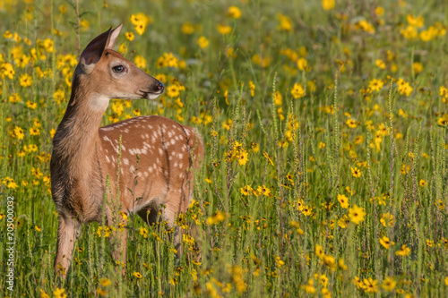 Photo Fawn in field of Flowers
