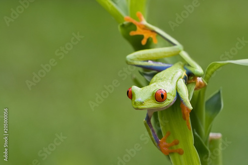 Red-eyed Tree Frog ready to hop
