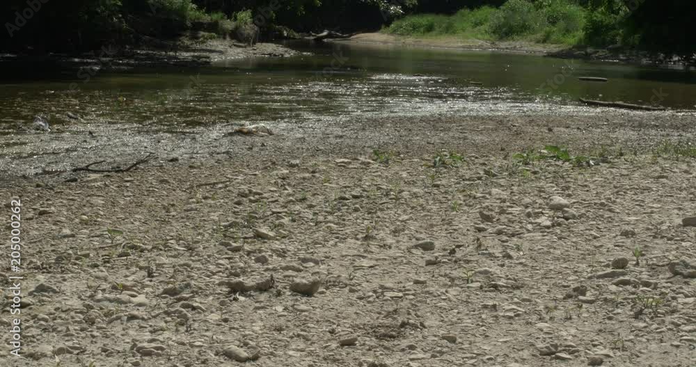 Swampy riverbed with flies everywhere and dried out ground. Swampy riverbed with flies everywhere and dried out ground.