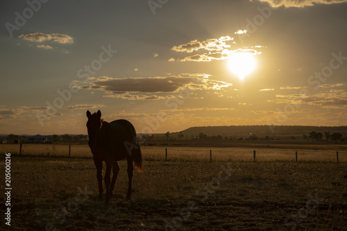 Australian horse in a country paddock.