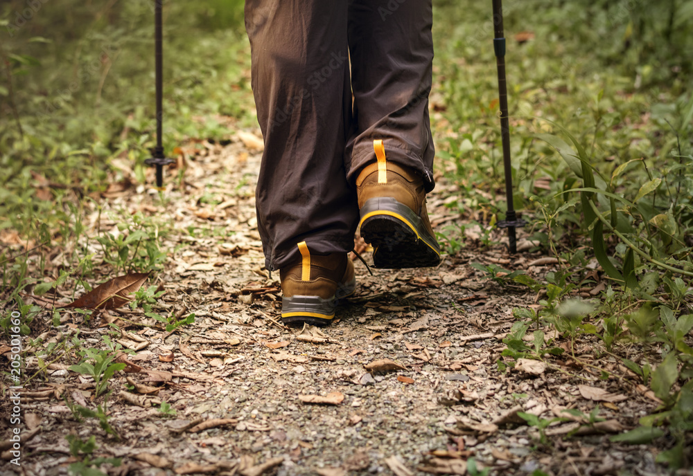 Fototapeta premium People trekking in the forest