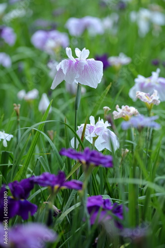 菖蒲の花