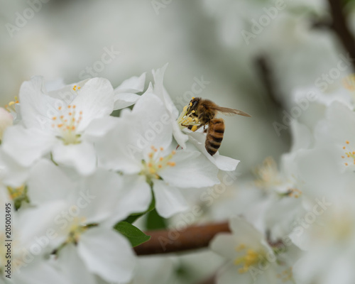 Bee-Working-Flowers © Robbi Hays