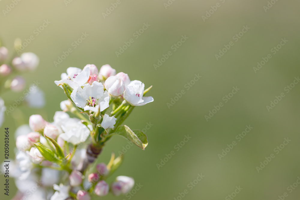 Fototapeta premium Flowering Pear Tree