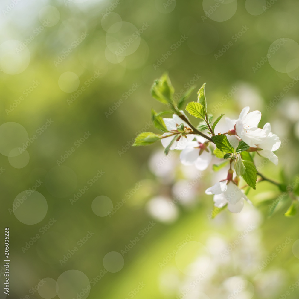 Defocus natural background blurred small flowers on a branch.