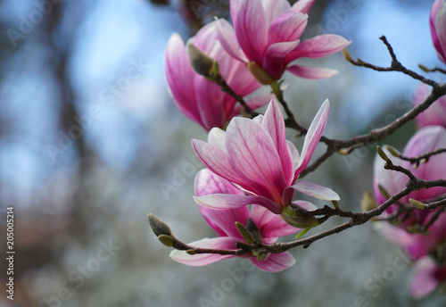 violet magnolia flower blossom in spring © nd700