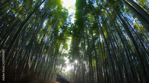 Bamboo Road, Arashiyama, Kyoto, Osaka, Japan. Muko-shi in Arashiyama. Low angle track shot.