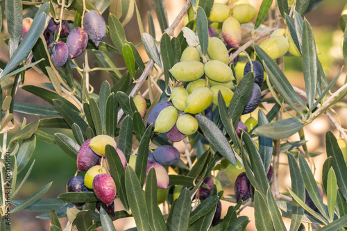 closeup of ripe and unripe kalamata olives on olive tree