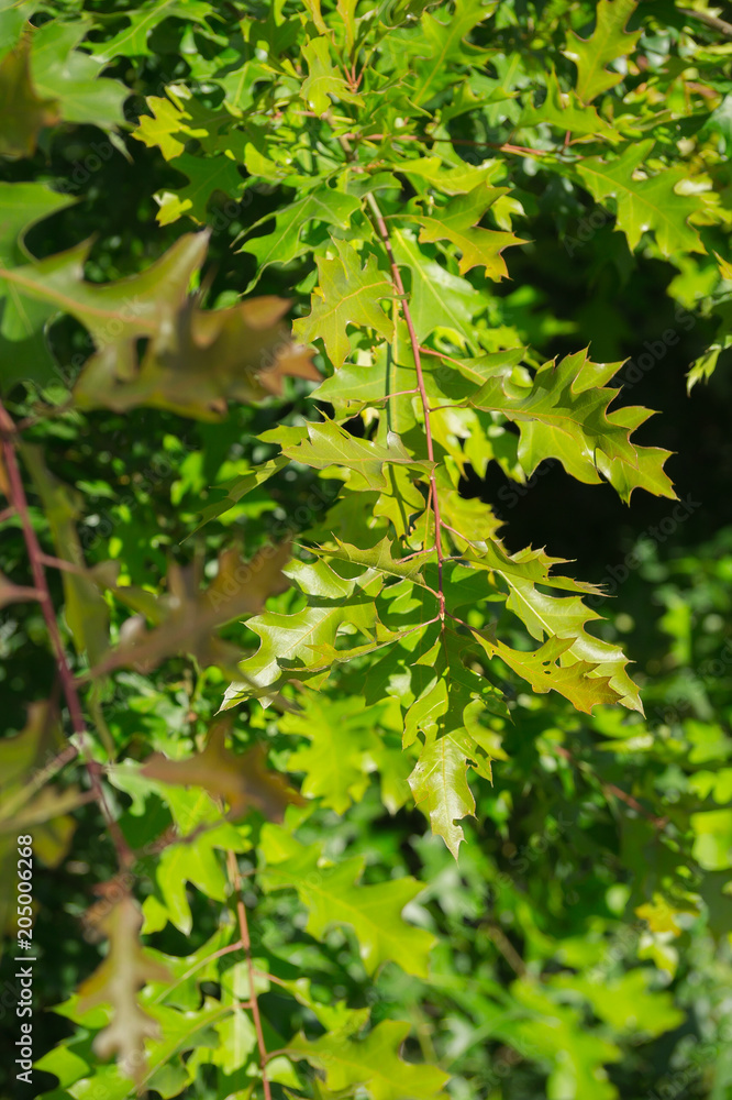 Cambiante roble quercus Cambiante roble quercus