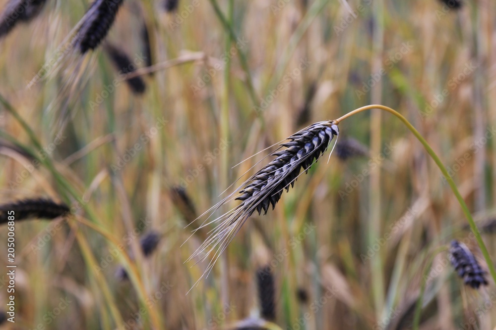 Black emmer wheat growing in the Annapurna Conservation Area, Nepal. Black emmer wheat growing in the Annapurna Conservation Area, Nepal.