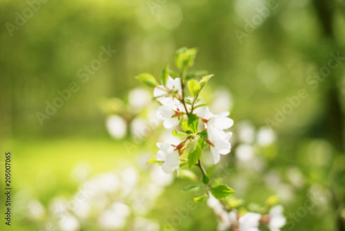 Defocus natural background blurred small flowers on a branch.