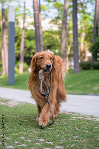 Lovely golden retriever, playing in the park