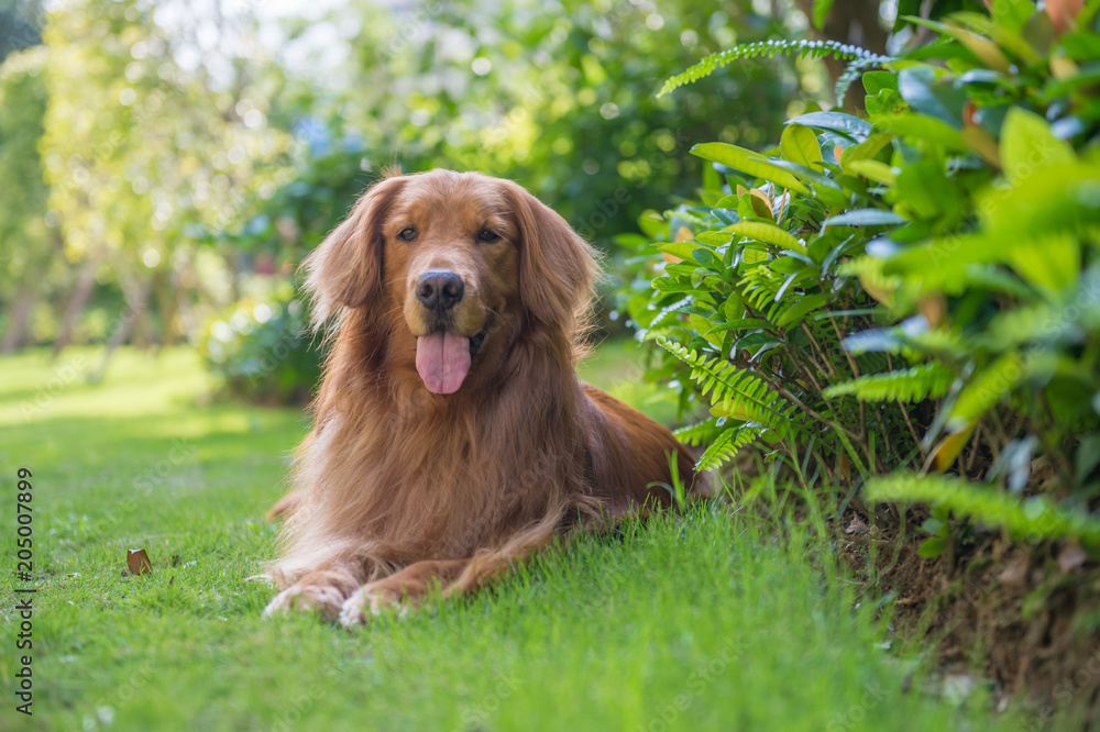 Lovely golden retriever, playing in the park Lovely golden retriever, playing in the park