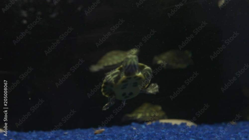 Turtle swims in tank, close up