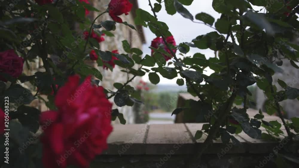 Close up, roses on stone building Close up, roses on stone building