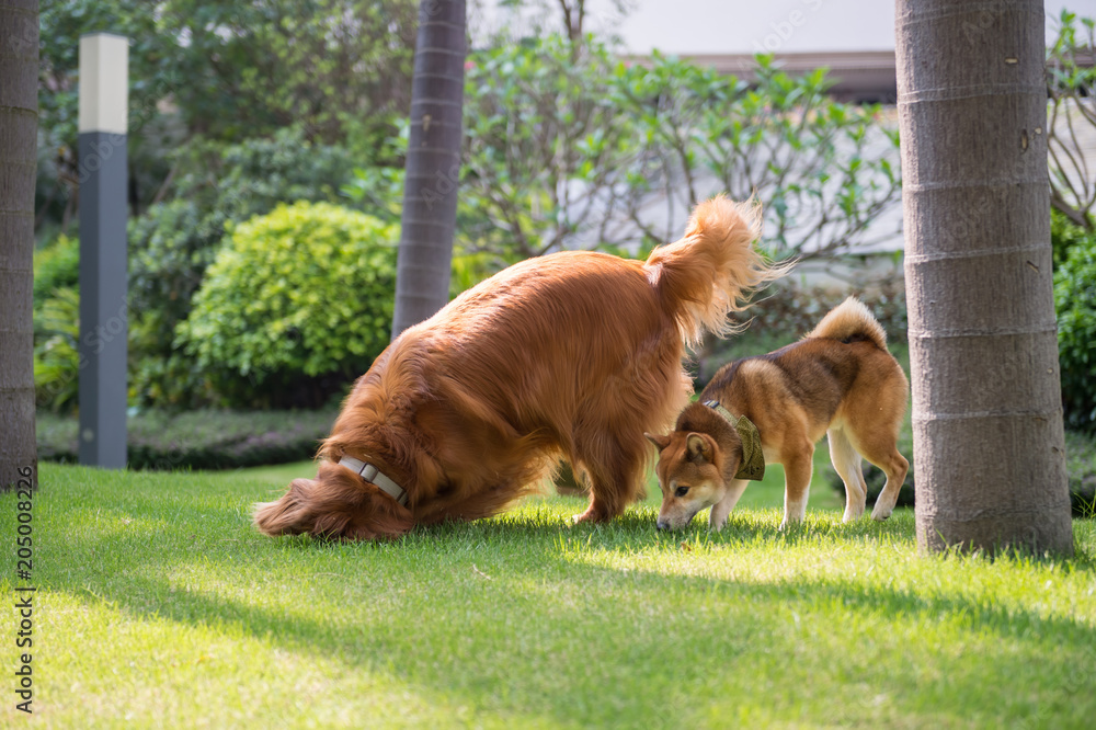 Shiba inu and golden retriever hotsell