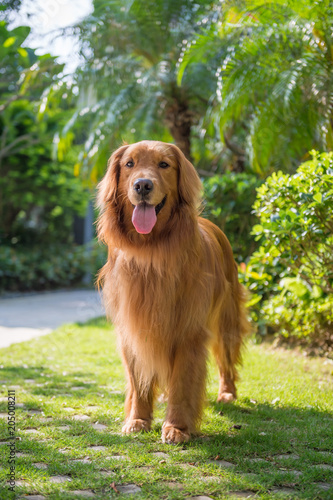 Lovely golden retriever, playing in the park