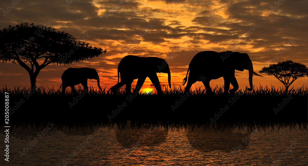 A family of elephants on a walk. Silhouettes of elephants on a sunset background