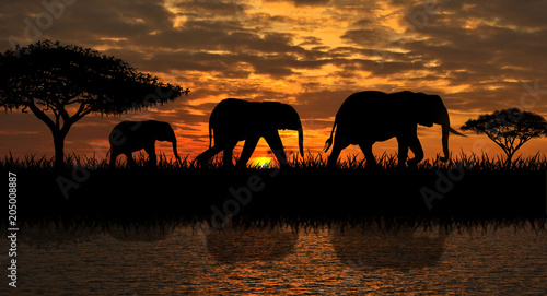 A family of elephants on a walk. Silhouettes of elephants on a sunset background