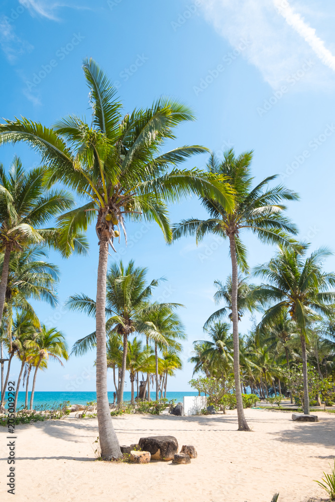 Landscape of coconut palm tree on tropical beach in summer. Summer background concept.