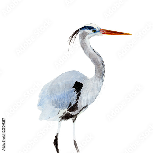 Fotografie Bird  watercolor illustrations and Hand drawn sketch