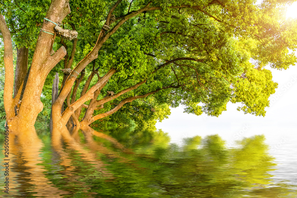 Fototapeta premium Park and forest lake