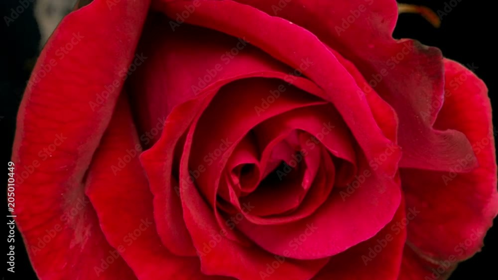 Red Rose Blooming. Time Lapse Close-up on a black background. Red Rose Blooming. Time Lapse Close-up on a black background.