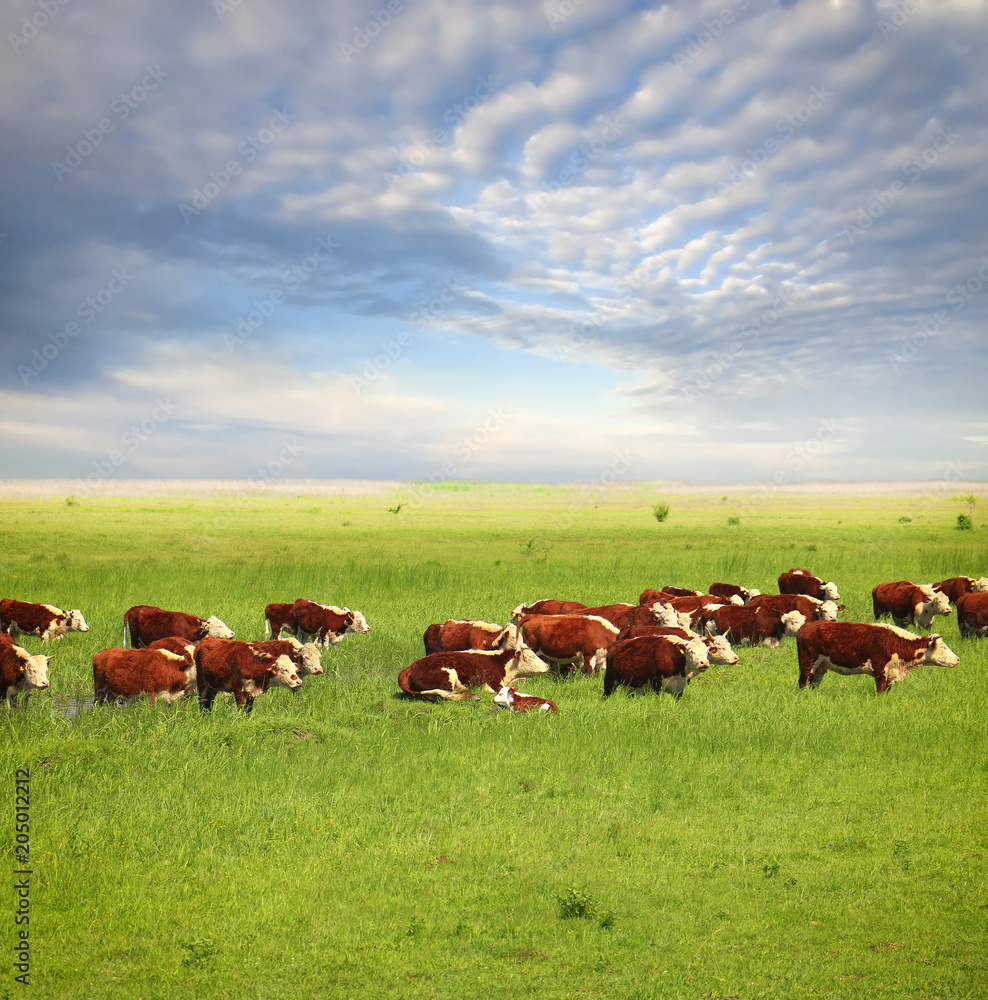 A group of Hereford cows being rounded up for branding A group of Hereford cows being rounded up for branding