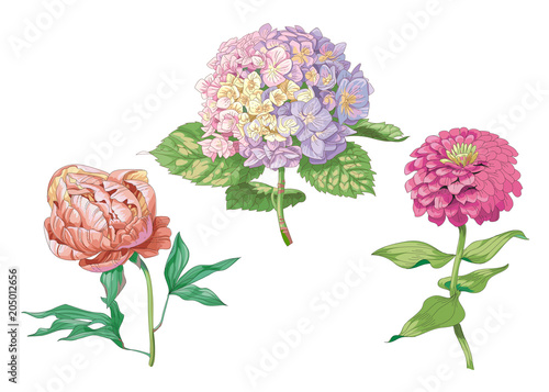 Beautiful gentle flowers isolated on white background. Hydrangea, peony and zinnia. A large buds and inflorescence on a stem with green leaves. Botanical vector Illustration.