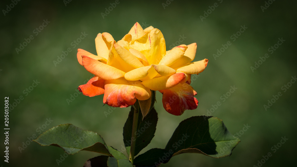 Yellow & Orange Rose Yellow & Orange Rose