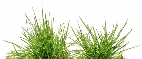 two bunches of green grass isolated on white background