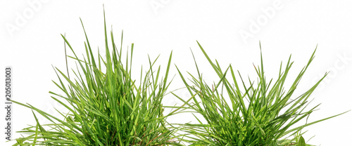 two bunches of green grass isolated on white background