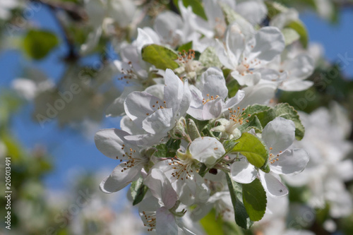 flowers of an apple tree in a spring garden